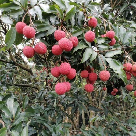 广州桂味荔枝 2cm