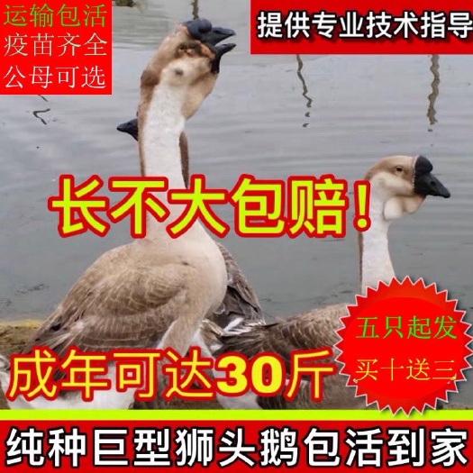 会理市狮头鹅苗 狮头鹅活体特大纯种正宗狮头鹅小鹅活体大白鹅杂交鹅产蛋鹅雏包邮