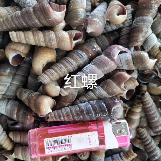 北海丁螺 