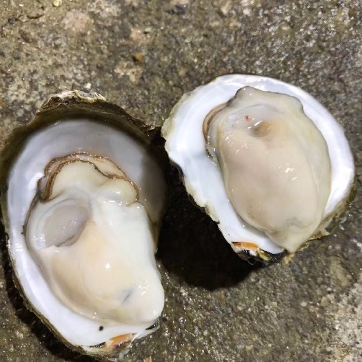 湛江阳江生蚝 湛江本地蚝小蚝 细小蚝 摆地摊烧烤蚝 量大从优