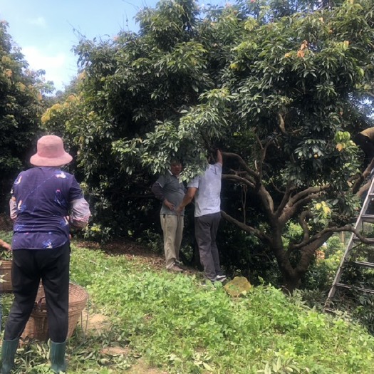 广州 桂味荔枝，新鲜供应，自家果园