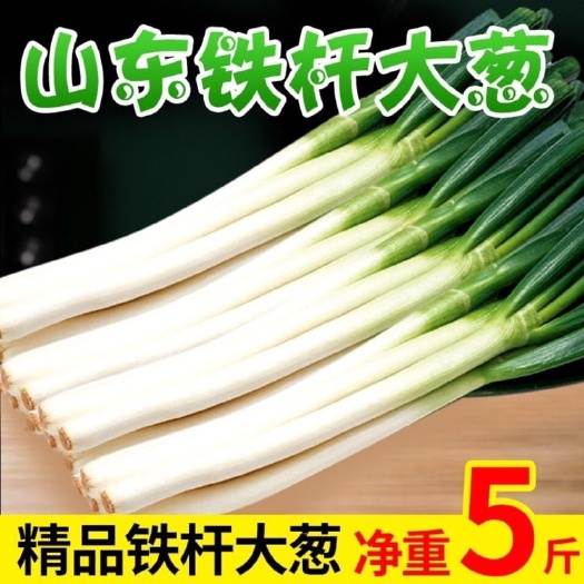 安丘市 山东铁杆新鲜长葱精品大葱5斤蔬菜农产品煎饼卷葱白香甜脆去叶葱