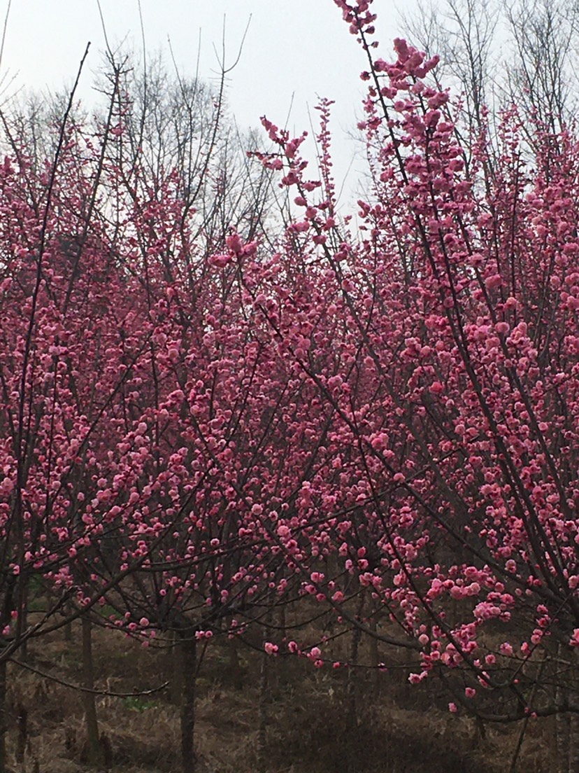 桃梅 低價批發(fā)梅花，高底分枝8到11Cm