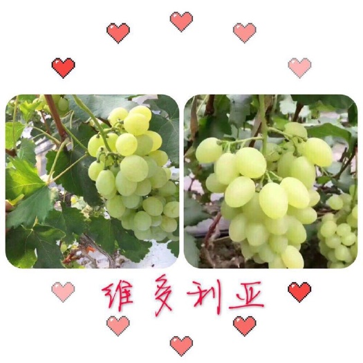 潍坊维多利亚葡萄  自家大棚种植葡萄，没有代办费，保证口感和质量。可自行去大棚参