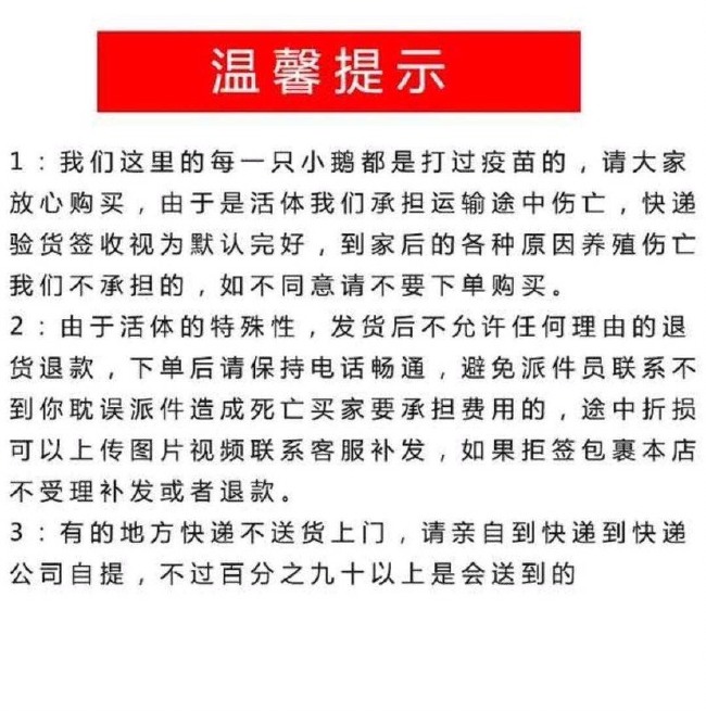 狮头鹅苗 狮头鹅活体特大纯种狮头鹅小鹅活体大白鹅杂交鹅产蛋鹅雏包邮