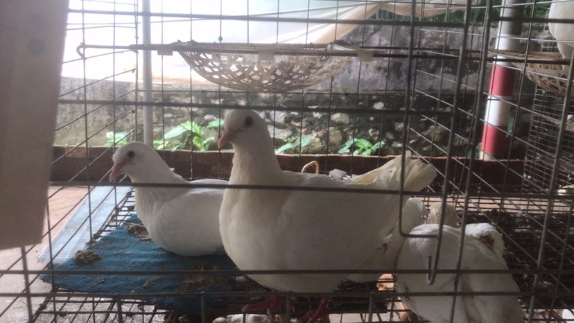 阳江乳鸽 白条