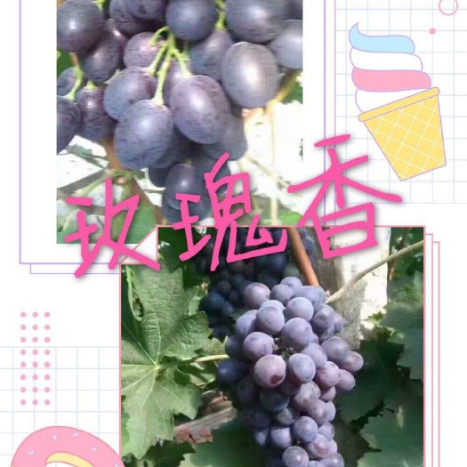 潍坊玫瑰香葡萄  自家大棚种植葡萄，没有代办费，保证口感和质量。可自行去大棚参