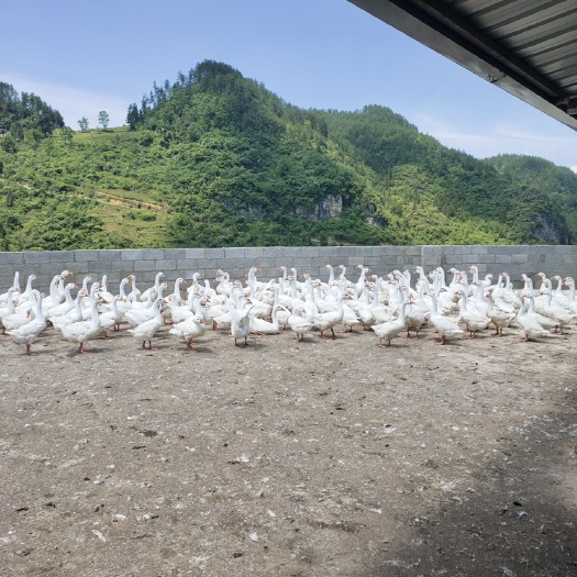 正安县 山地食草肉鹅