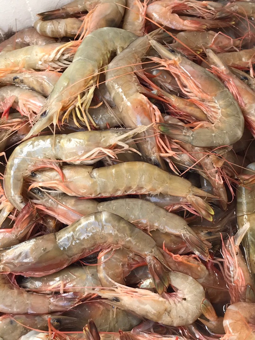 缺氧海虾:剑虾,麻虾,红须,中虾,九虾