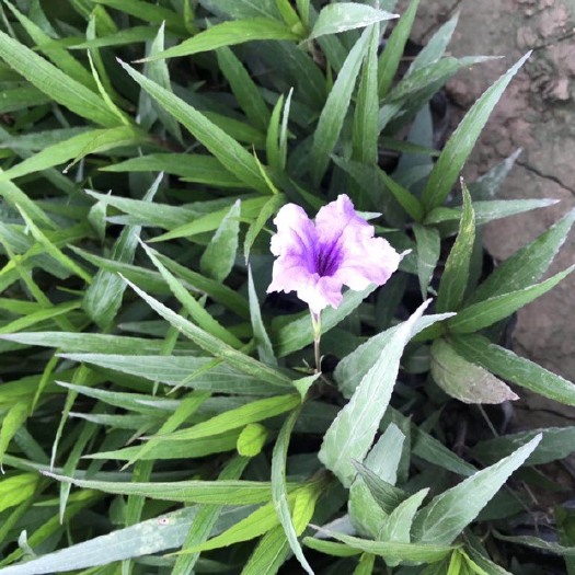 普宁市翠芦莉盆栽  翠芦莉袋苗适应性很强 根系发达非常耐旱耐涝也非