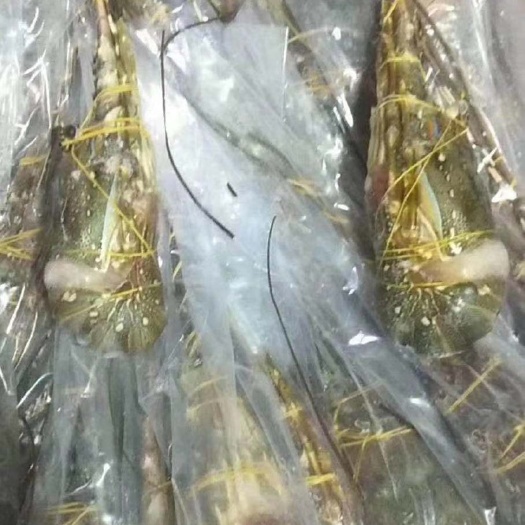 北海中国龙虾  冻龙虾大量出售