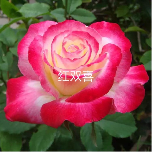 昆明大花月季