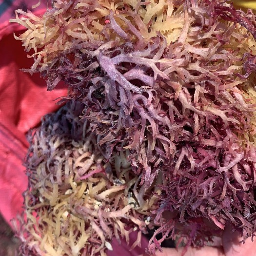 麒麟菜 石花菜 海洋绿色健康食材，也是提炼卡拉胶最好藻