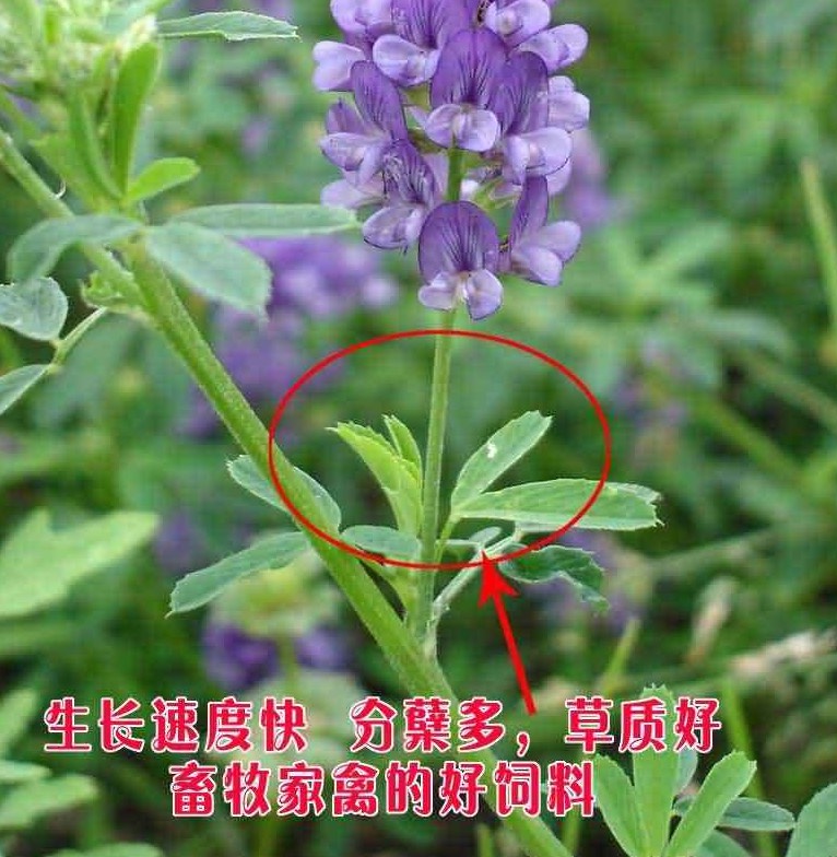 苜蓿草种子 牧草之王——紫花苜蓿