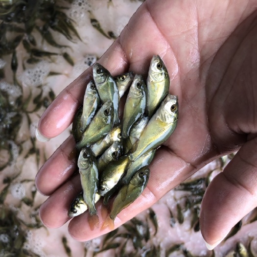  裸鲤（无鳞鲤鱼）鱼苗