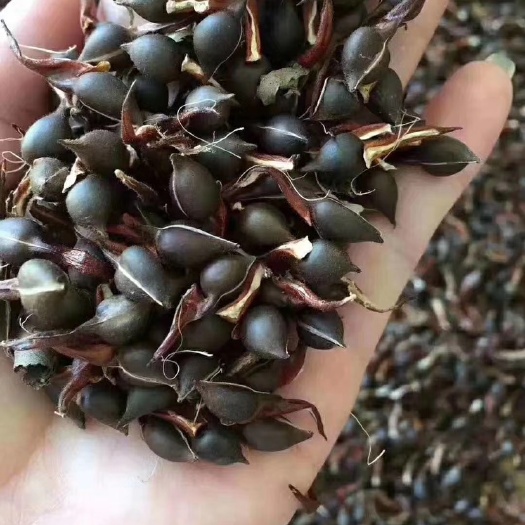 化州市 沉香种子