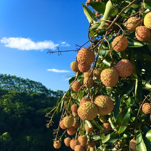 桂平市 广西桂平市中沙镇桂味荔枝，产量超30w斤，皮薄核小肉香脆甜