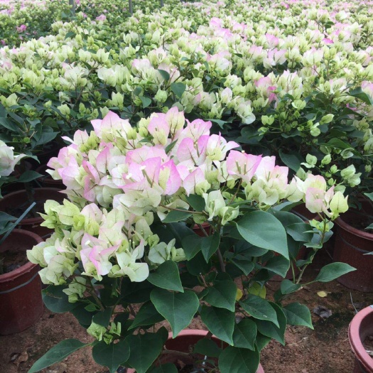 漳州 三角梅绿叶樱花20杆袋苗
