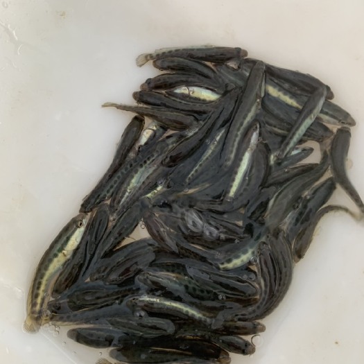 佛山生鱼苗 现450口斤！原塘8万几尾价格优惠