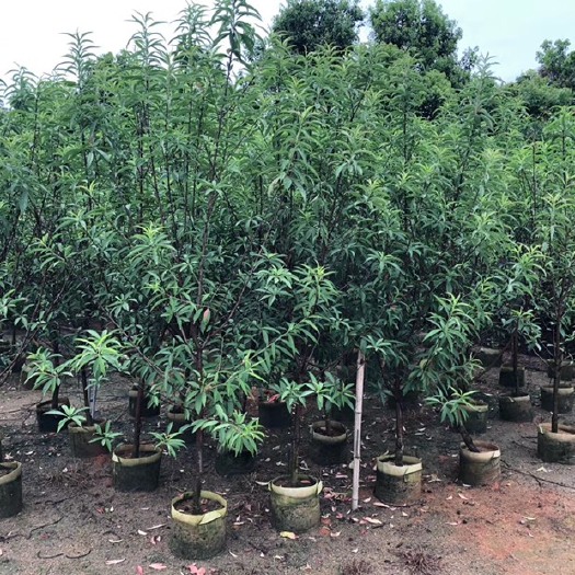 揭阳 碧桃