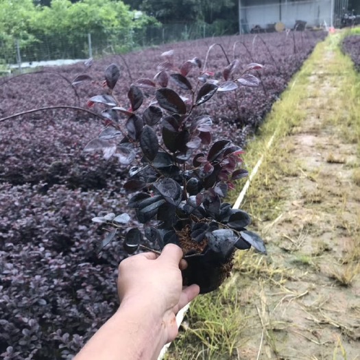 揭阳黑珍珠红继木 红继木