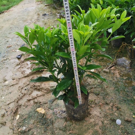 揭阳非洲茉莉  灰茉莉