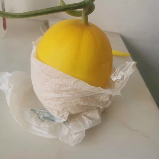 廊坊廊坊甜瓜老赵久红瑞