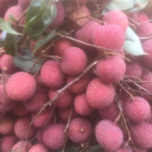 浦北县黑叶荔枝 ，果大味甜，绿色食品