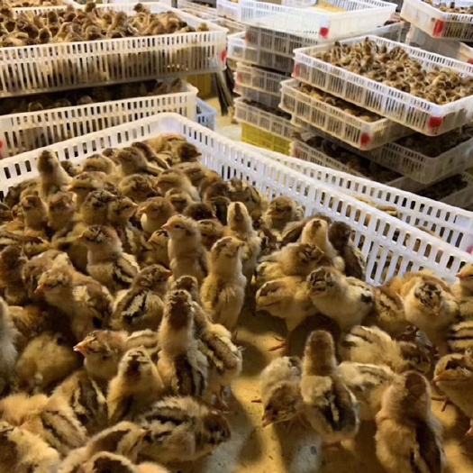 南宁 良凤花鸡苗 快大型鸡苗