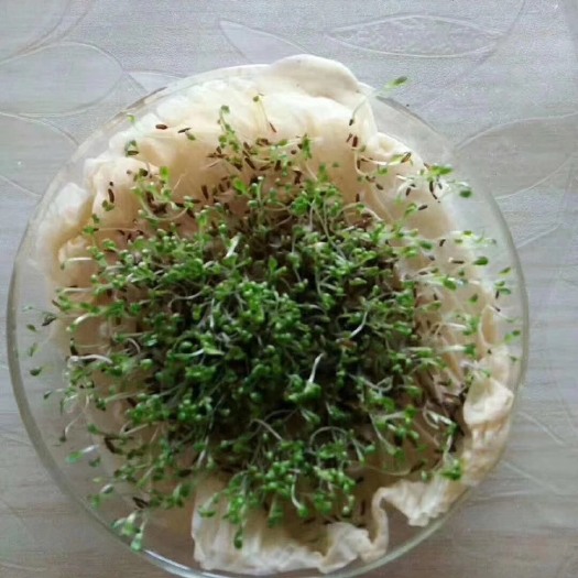 沭阳县苜蓿草种子 牧草之王——紫花苜蓿