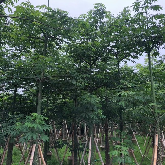 揭阳 美丽异木棉