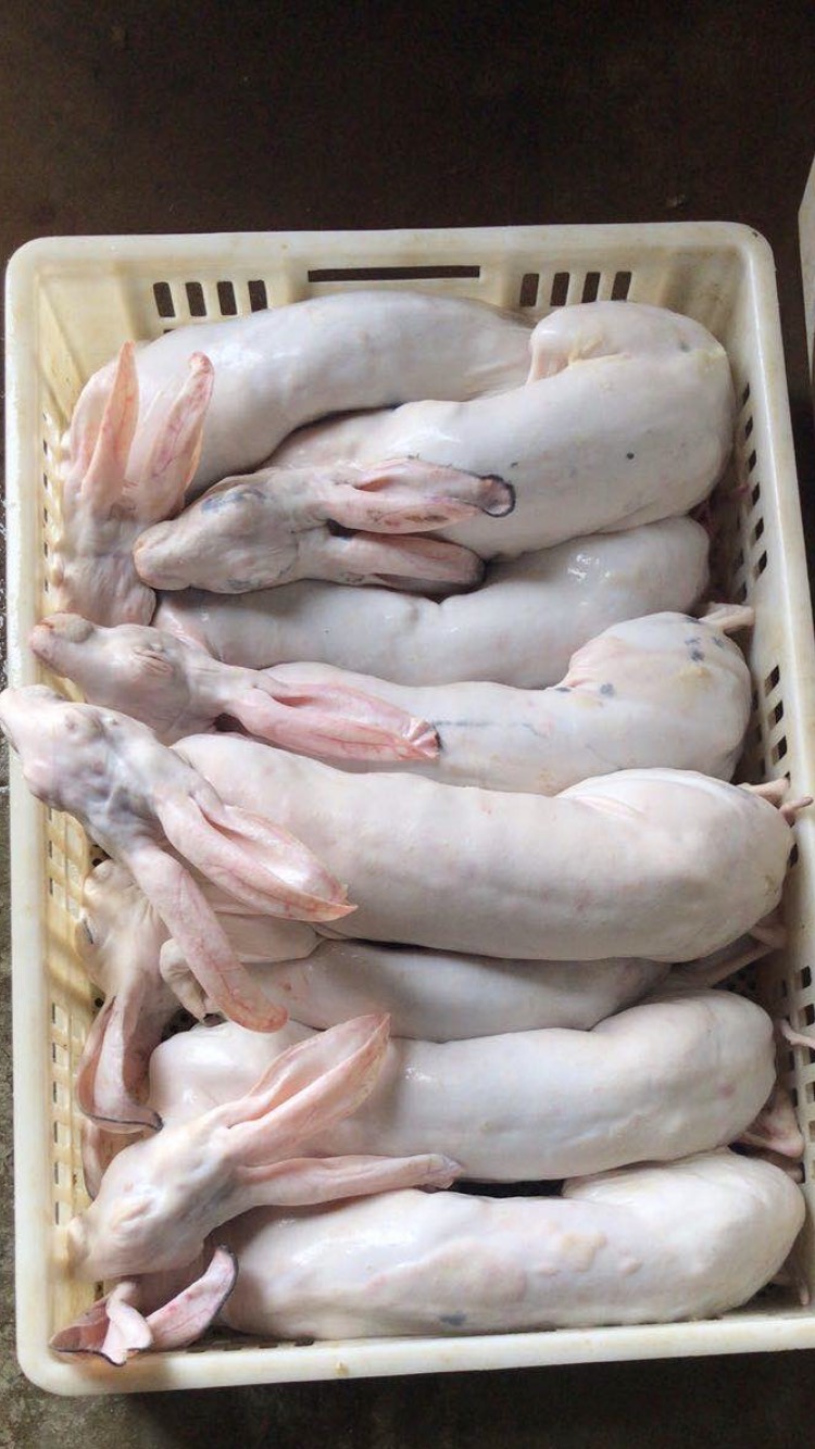 鹽城兔肉類  本公司常年供應各種規格的鮮新.冷凍帶皮（帶肝和去肝