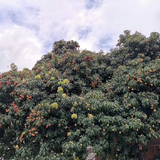 广州桂味荔枝 增城桂味