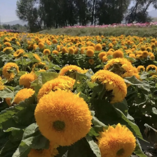 沭阳县观赏向日葵种子 夏季种植国庆节前开花 耐旱 耐高温