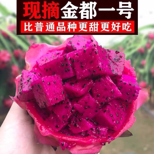 遂溪县 红心火龙果，一件代发，供货各大电商平台
