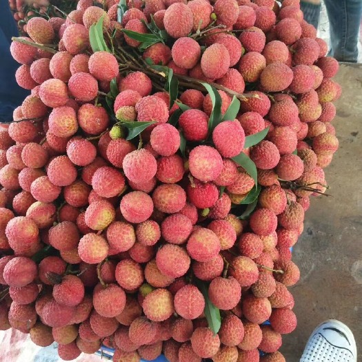 阳西县 双肩玉荷包 大量上市