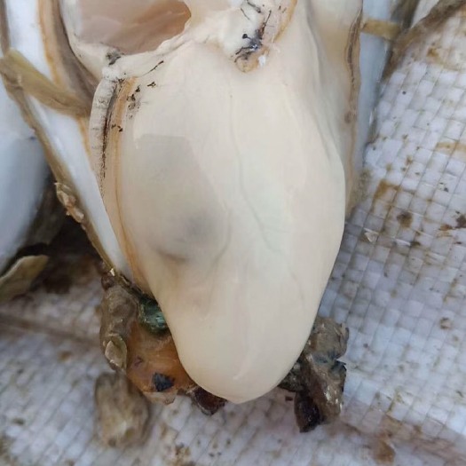 遂溪县湛江牡蛎  生蚝原产地货源直发