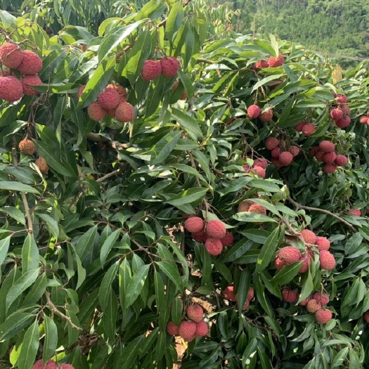 灵山县 无核荔枝