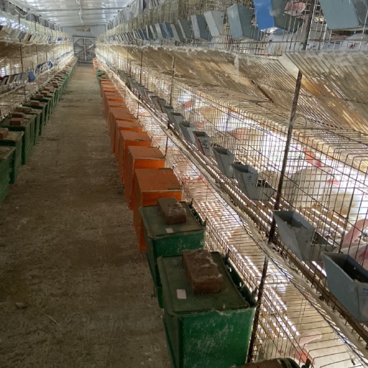 邓州市 肉兔种兔，商品兔销售，兔粪销售