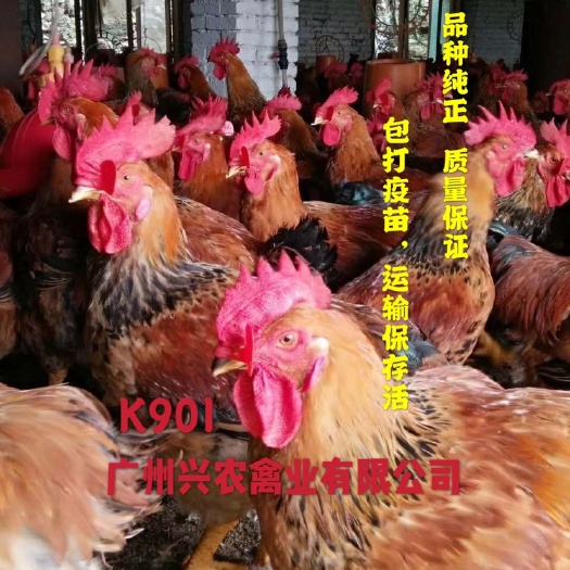 广州K9麻黄鸡苗 正宗新广K901，一手货源