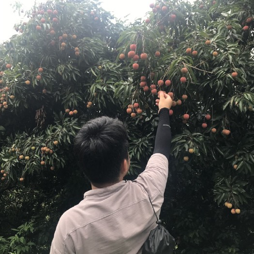 广州 广东广州增城桂味荔枝大量现货