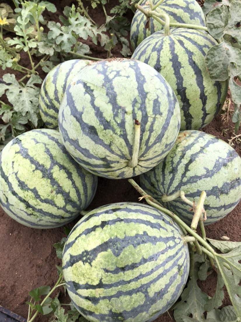 8424西瓜 8424。美都。9成热1茬。皮薄口感好