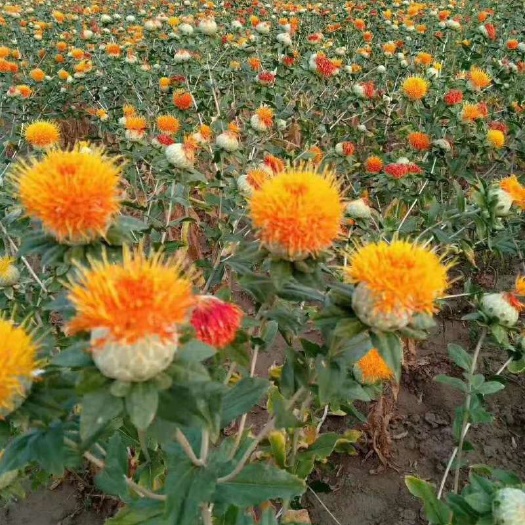 睢县 今年新种的红花，马上开始采摘，有需要的联系我