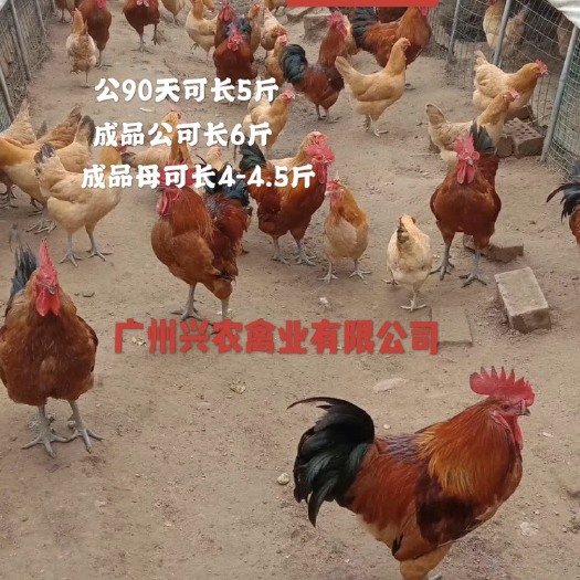 广州 大红瑶鸡苗，包疫苗，全国包邮，质量保证