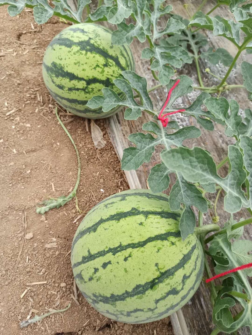 8424西瓜 8424。美都。9成热1茬。皮薄口感好