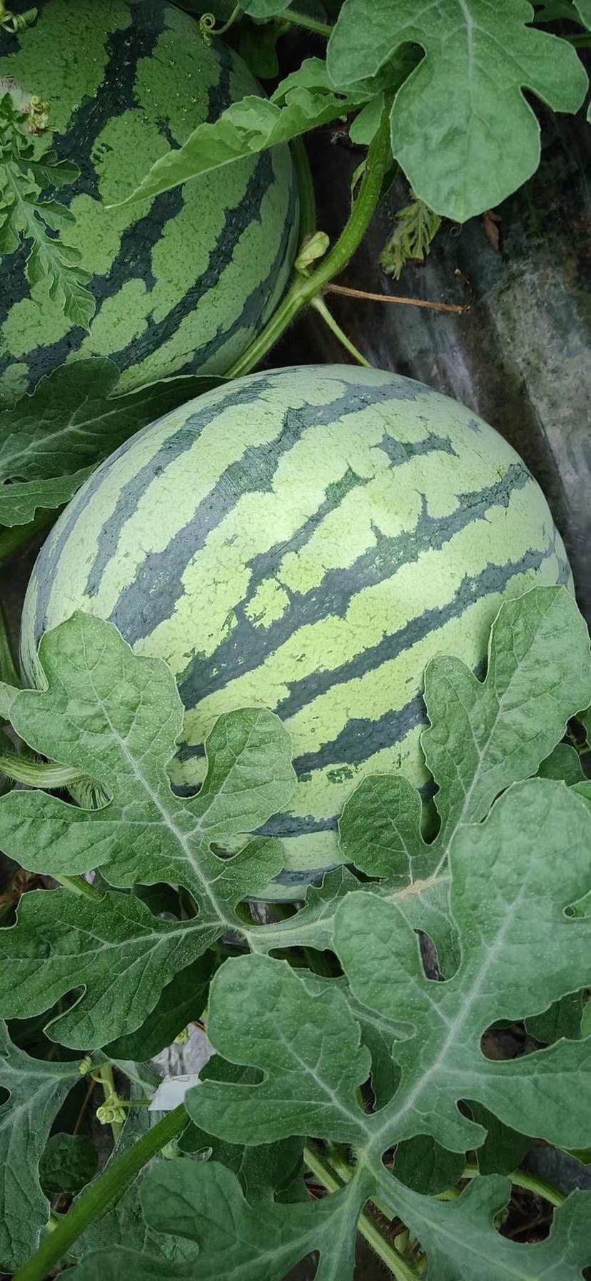 8424西瓜 8424。美都。9成热1茬。皮薄口感好