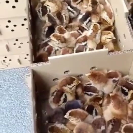 江门 快大型的青脚麻鸡苗，价格美丽，苗子质量好