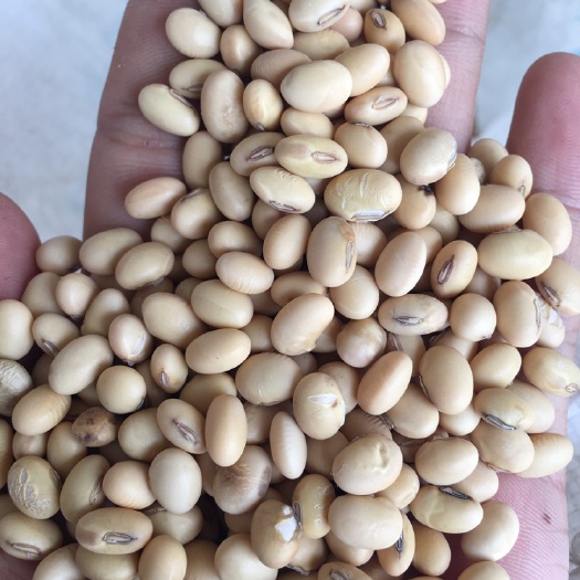 常德黄大豆  2021新鲜黄豆 大豆 豆制品专用豆 早豆 湖南王