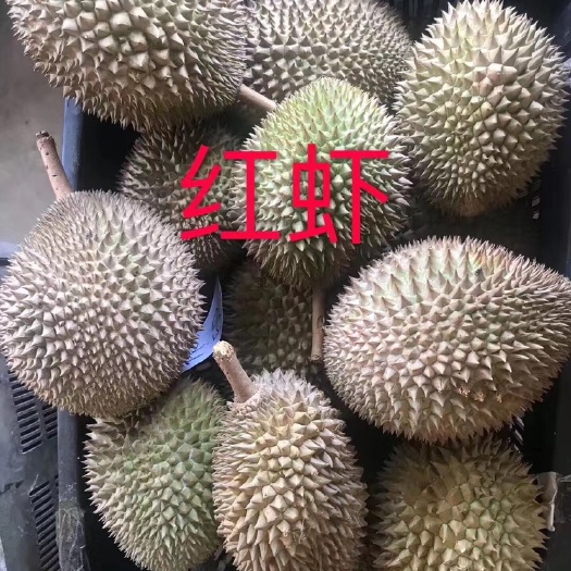 佛山榴莲  马来西亚液氮D175 红虾