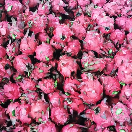 火龙果 红心火龙果 红芯火龙果